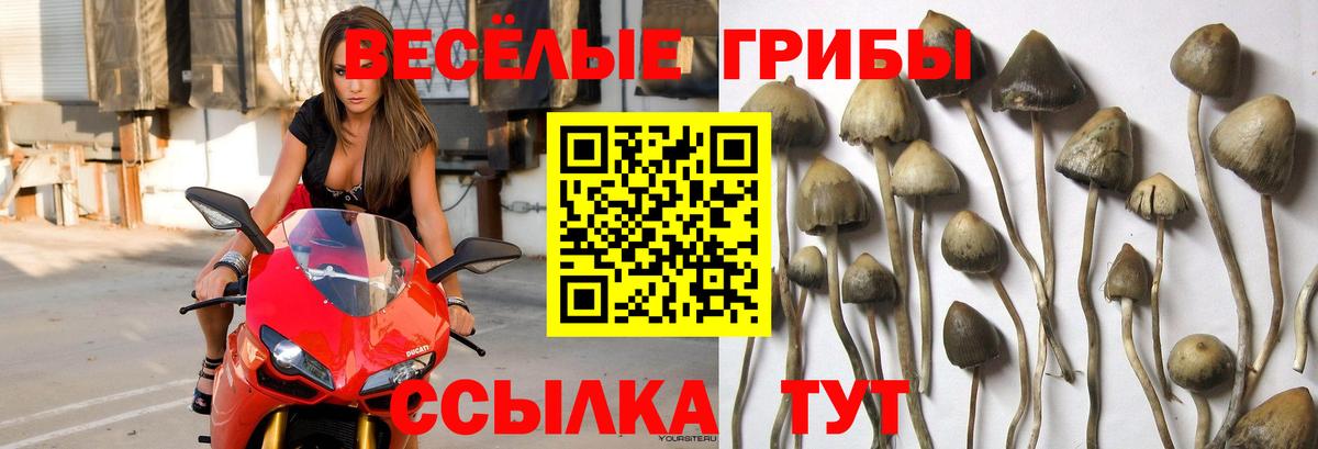 Псилоцибиновые грибы Psilocybine cubensis  Вход с VPN  Жигулёвск 